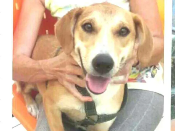 Cachorro ra a  idade 1 ano nome Mel ( Catarina)