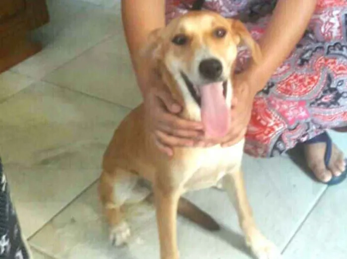 Cachorro ra a  idade 1 ano nome Mel ( Catarina)