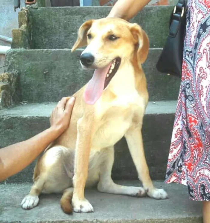 Cachorro ra a  idade 1 ano nome Mel ( Catarina)