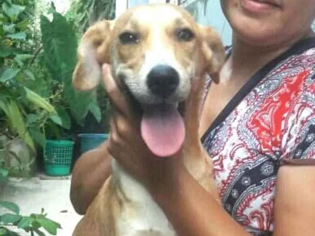 Cachorro ra a  idade 1 ano nome Mel ( Catarina)