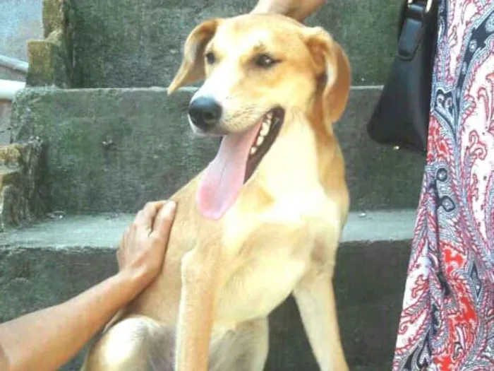 Cachorro ra a  idade 1 ano nome Mel ( Catarina)