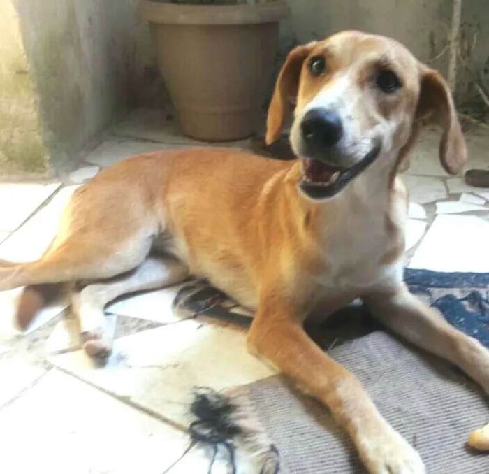 Cachorro ra a  idade 1 ano nome Mel ( Catarina)