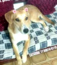 Mel ( Catarina)