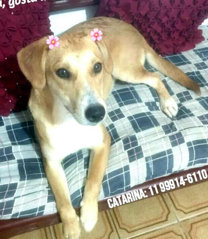 Cachorro ra a  idade 1 ano nome Mel ( Catarina)