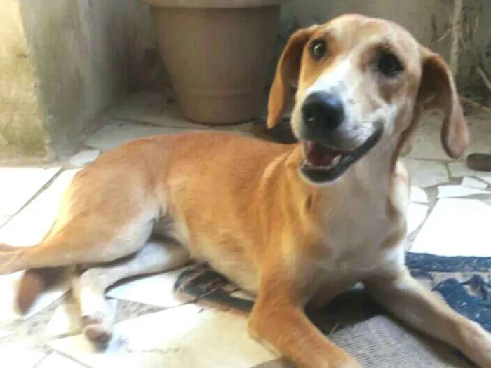 Cachorro ra a  idade 1 ano nome Mel ( Catarina)