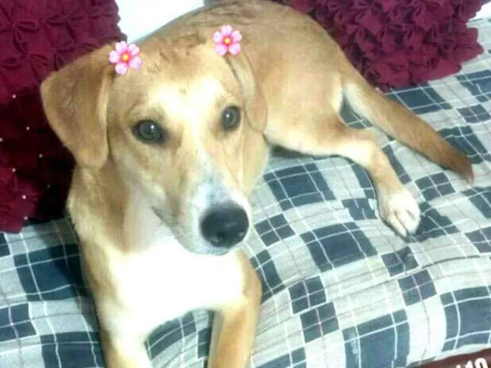 Cachorro ra a  idade 1 ano nome Mel ( Catarina)