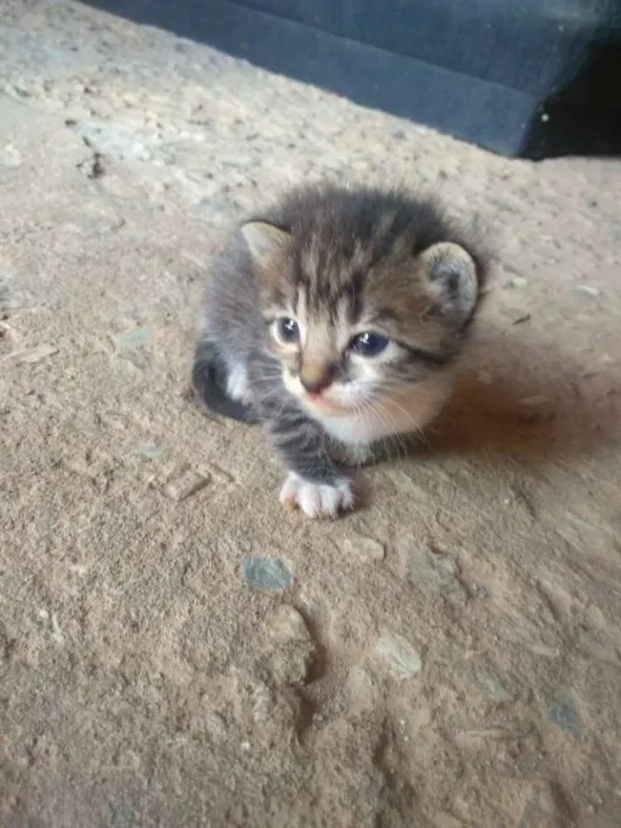 Gato ra a Vira Lata idade 2 a 6 meses nome Jazz