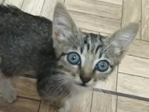 Gato raça SRD  idade 2 a 6 meses nome Bolinha 
