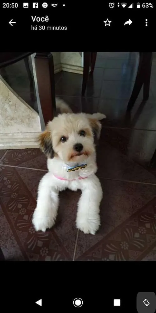 Cachorro ra a Shitzu idade 7 a 11 meses nome Nina