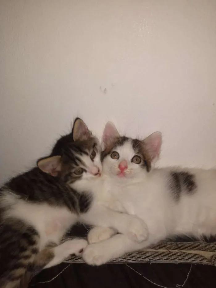 Gato raça Gato  idade Abaixo de 2 meses nome Romeu e Julieta 