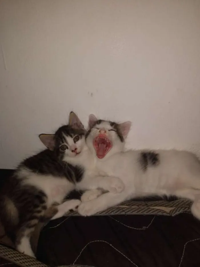 Gato raça Gato  idade Abaixo de 2 meses nome Romeu e Julieta 