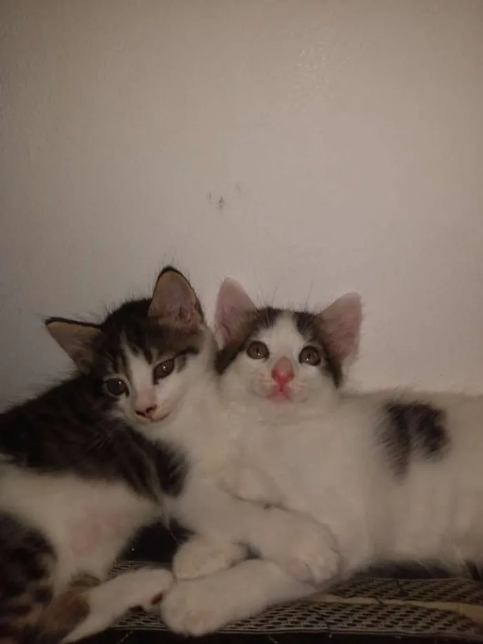 Gato raça Gato  idade Abaixo de 2 meses nome Romeu e Julieta 