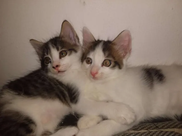 Gato raça Gato  idade Abaixo de 2 meses nome Romeu e Julieta 