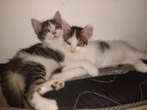 Gato raça Gato  idade Abaixo de 2 meses nome Romeu e Julieta 