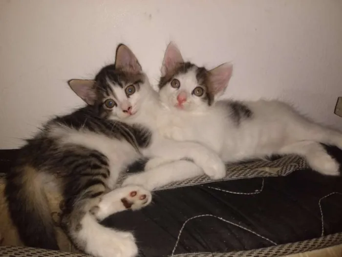 Gato raça Gato  idade Abaixo de 2 meses nome Romeu e Julieta 