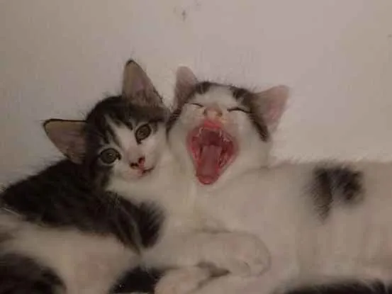 Gato raça Gato  idade Abaixo de 2 meses nome Romeu e Julieta 