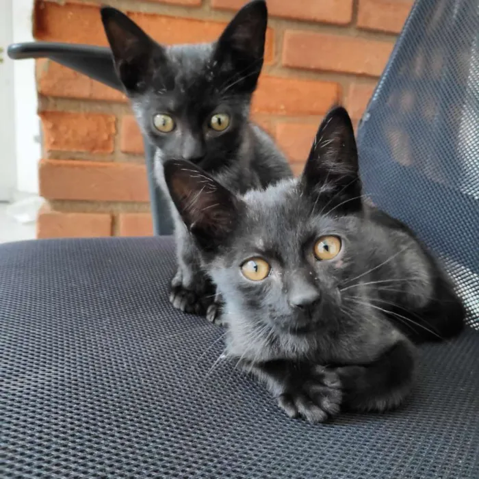 Gato ra a  idade 2 a 6 meses nome Kiko e Tico