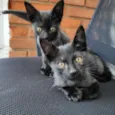 Kiko e Tico