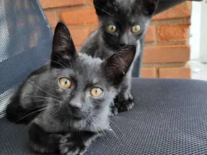 Gato raça  idade 2 a 6 meses nome Kiko e Tico