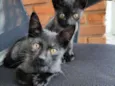 Kiko e Tico