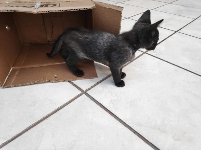 Gato ra a  idade 2 a 6 meses nome Kiko e Tico