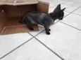 Kiko e Tico