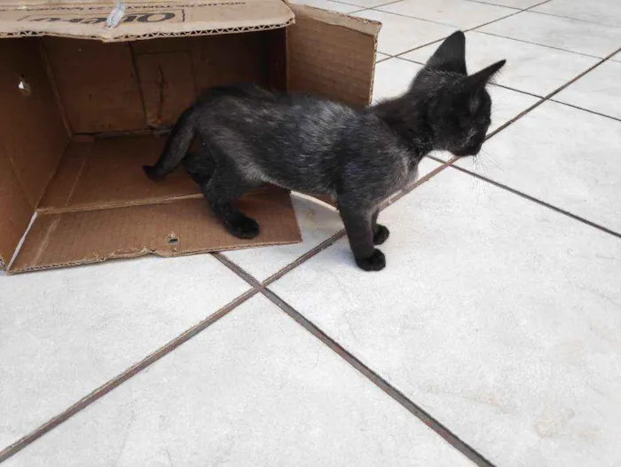 Gato ra a  idade 2 a 6 meses nome Kiko e Tico