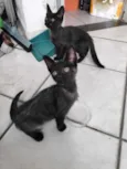 Kiko e Tico