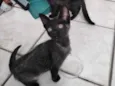Kiko e Tico
