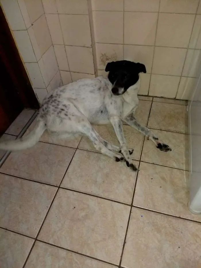 Cachorro ra a Viralata idade 6 ou mais anos nome Susi