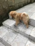 Bob