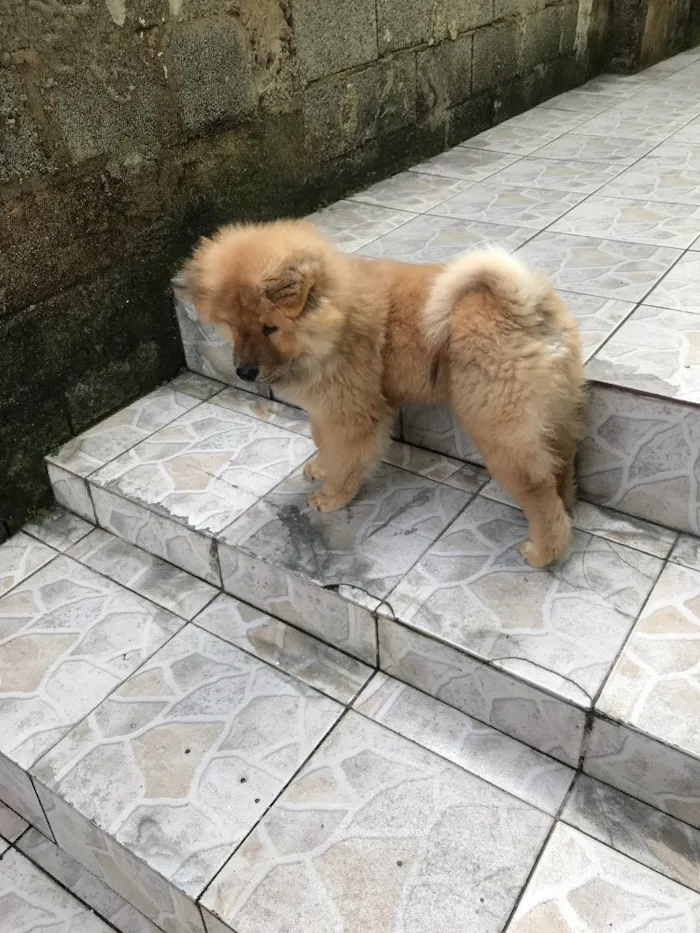 Cachorro raça Chow Chow  idade 2 a 6 meses nome Bob