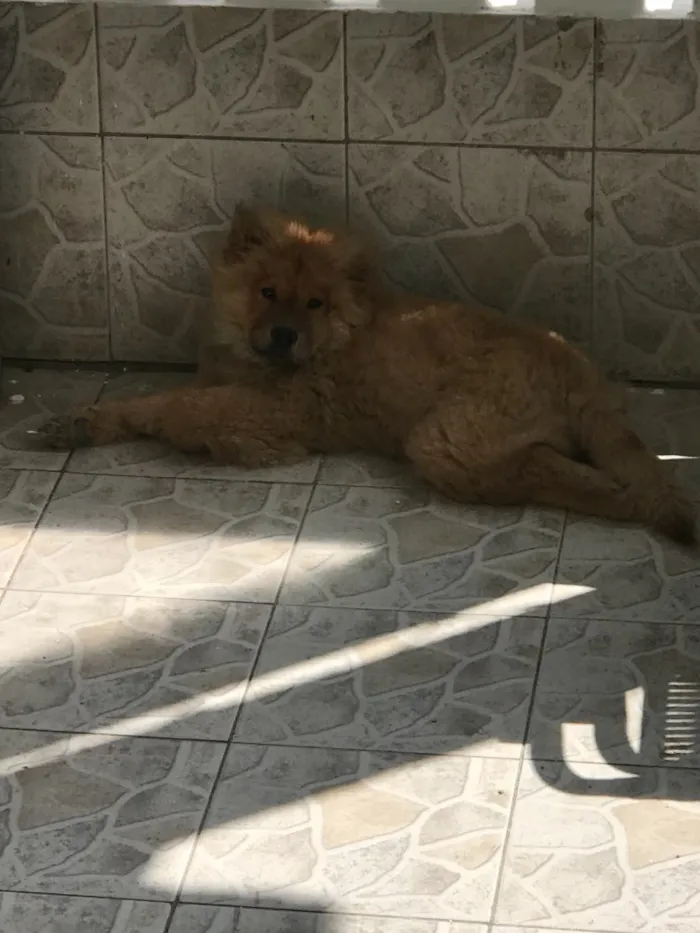 Cachorro raça Chow Chow  idade 2 a 6 meses nome Bob