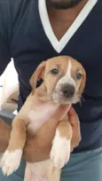 Filhote de 2 meses