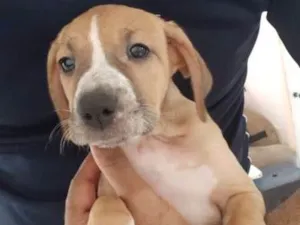 Cachorro raça SRD idade 2 a 6 meses nome Filhote de 2 meses
