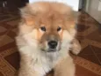 Bob
