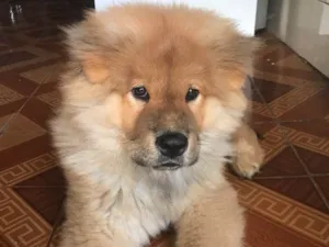 Cachorro raça Chow Chow  idade 2 a 6 meses nome Bob