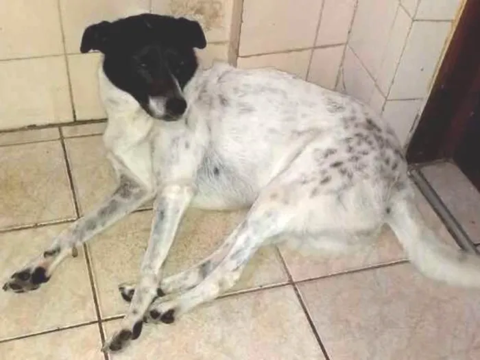 Cachorro ra a Viralata idade 6 ou mais anos nome Susi