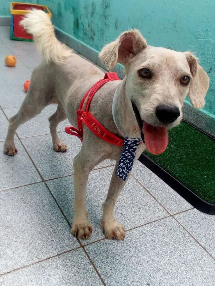 Cachorro ra a Sem raça definida idade 7 a 11 meses nome LIPPE