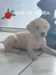 não possuem nomes
