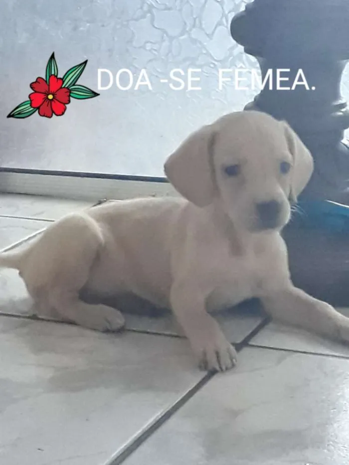 Cachorro ra a vira lata  idade 2 a 6 meses nome não possuem nomes