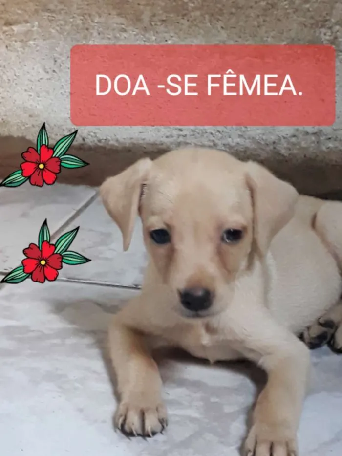 Cachorro ra a vira lata  idade 2 a 6 meses nome não possuem nomes