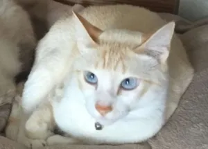 Gato raça SRD idade 2 anos nome PAÇOCA