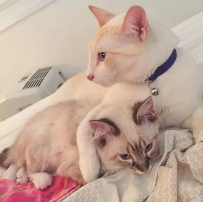 Gato ra a SRD idade 2 anos nome PAÇOCA