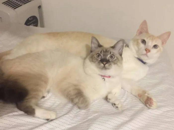 Gato ra a SRD idade 2 anos nome PAÇOCA