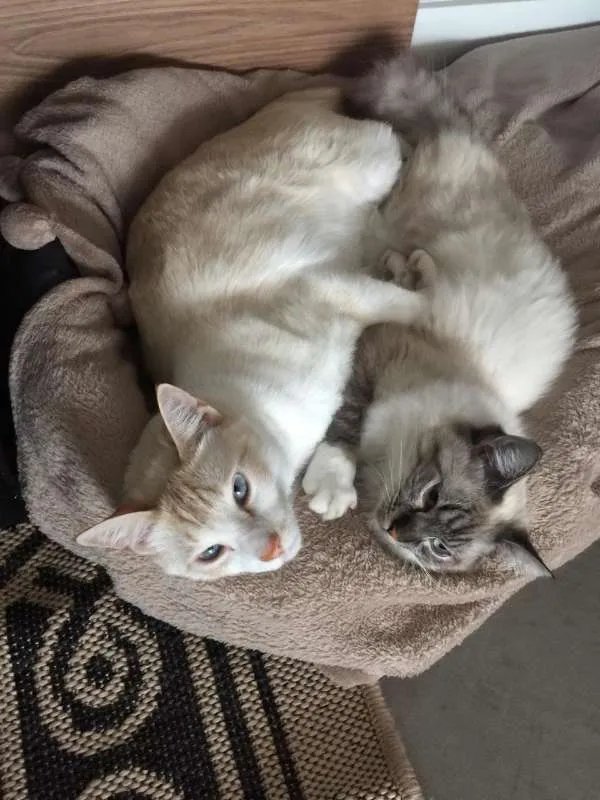 Gato ra a SRD idade 2 anos nome PAÇOCA