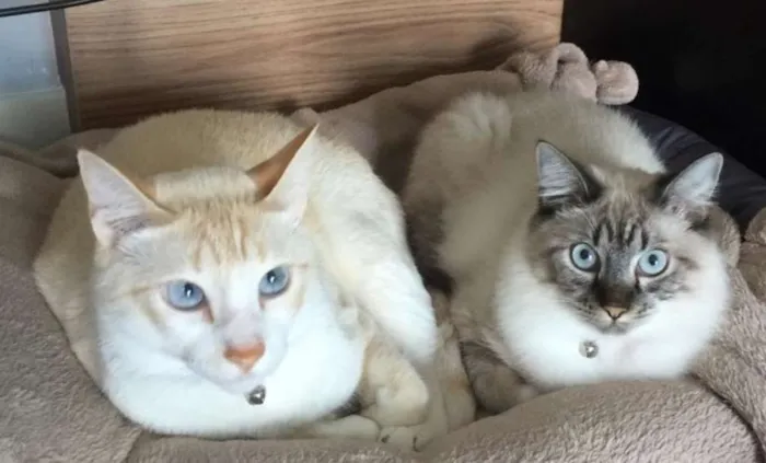 Gato ra a SRD idade 2 anos nome PAÇOCA