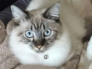Gato raça MESTIÇA DE SIAMÊS idade 1 ano nome MEL