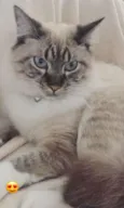 MEL