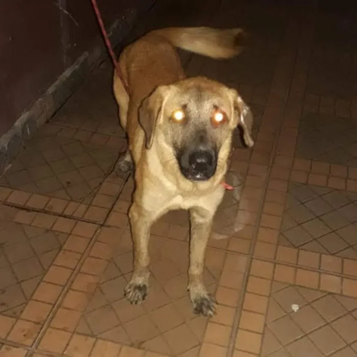Cachorro ra a Labrador com rotwailler idade 7 a 11 meses nome Jhulie 